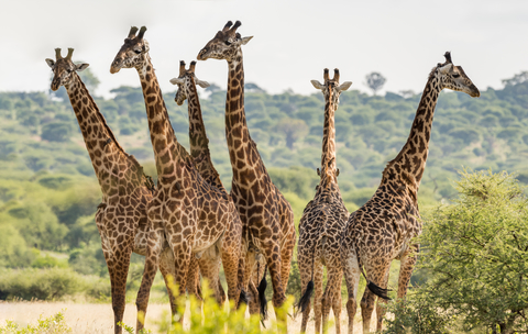 tower of giraffes