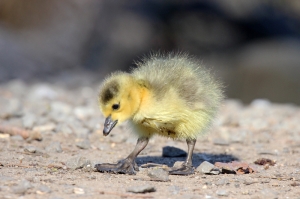 baby gosling